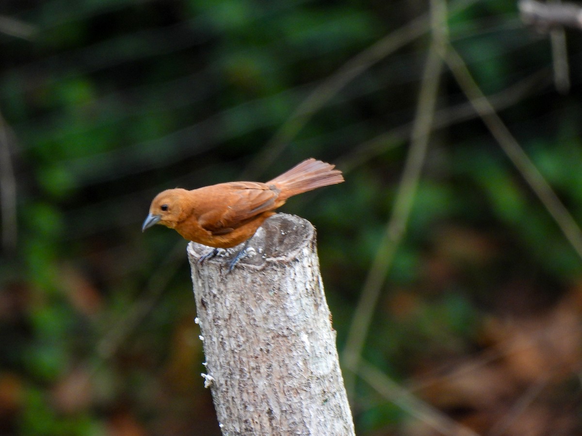 White-lined Tanager - ML620822212