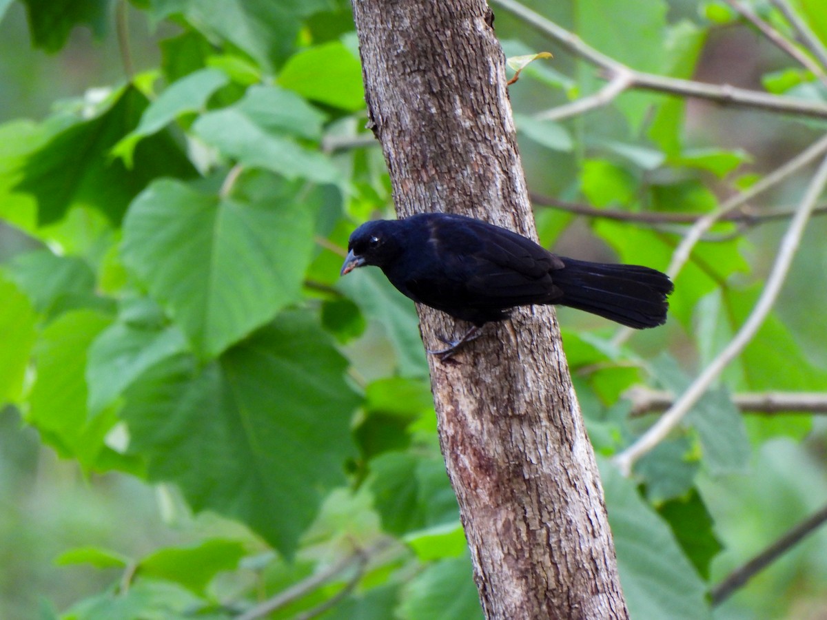 White-lined Tanager - ML620822213