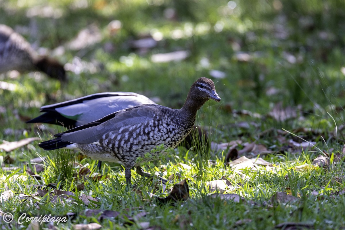 Canard à crinière - ML620822215