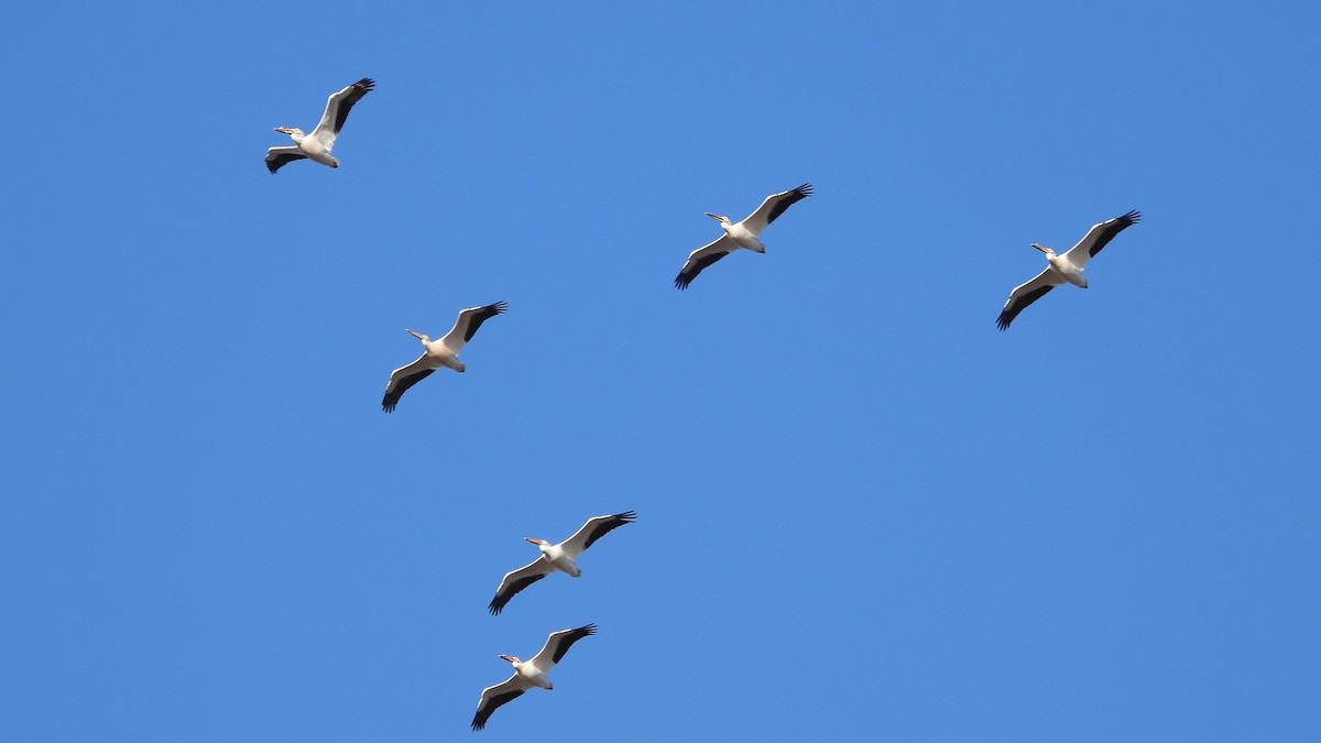 American White Pelican - ML620822216