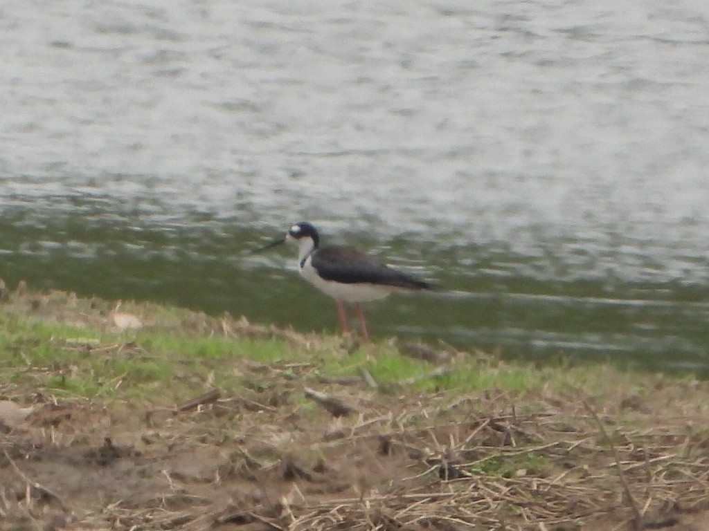 Black-necked Stilt - ML620822218