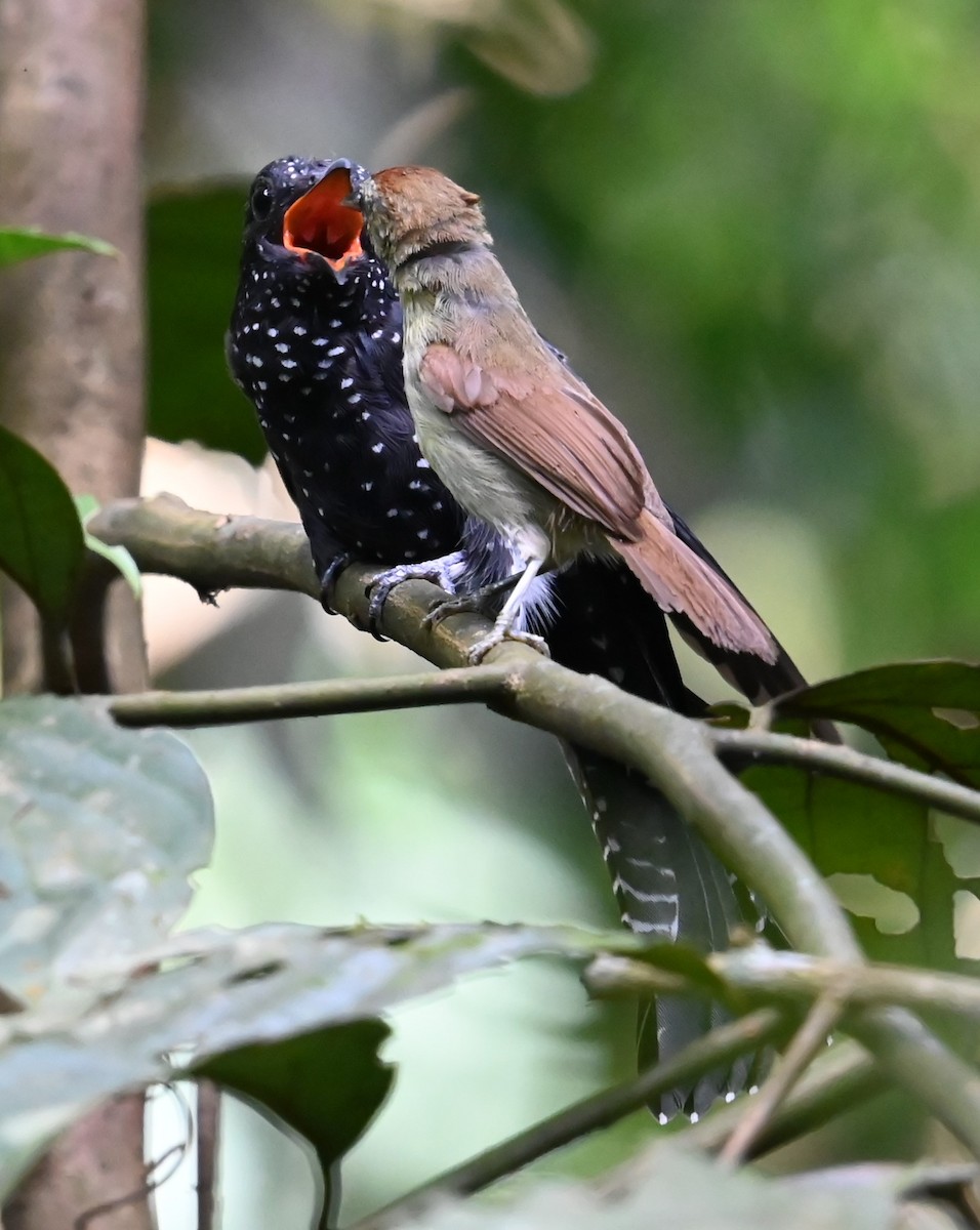 Square-tailed Drongo-Cuckoo - ML620822219