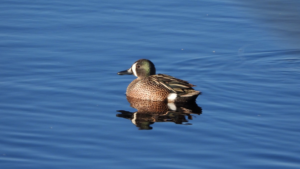 Blue-winged Teal - ML620822223