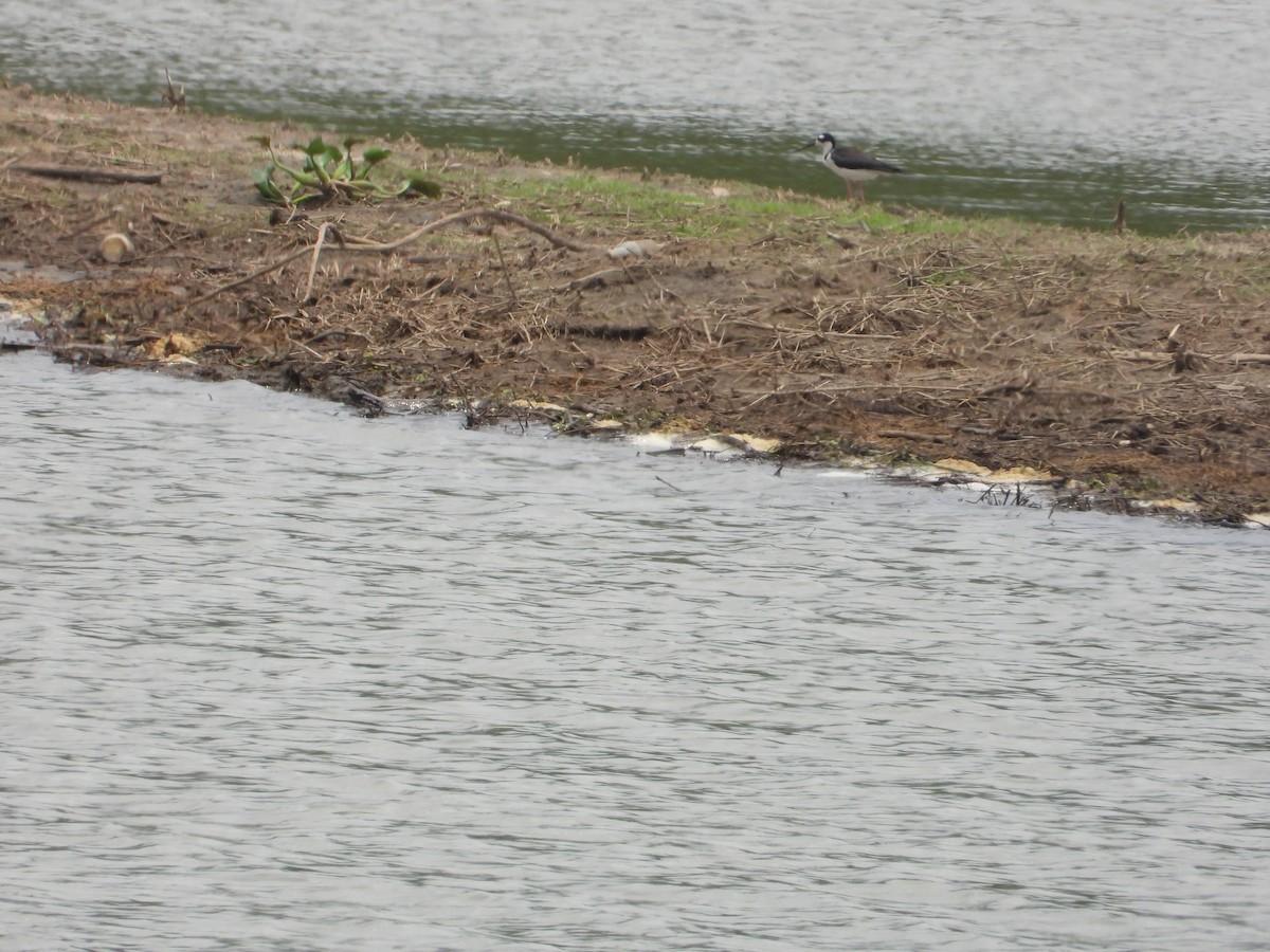 Black-necked Stilt - ML620822224