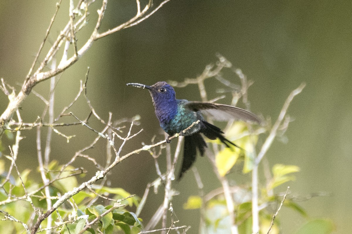 Swallow-tailed Hummingbird - ML620822227