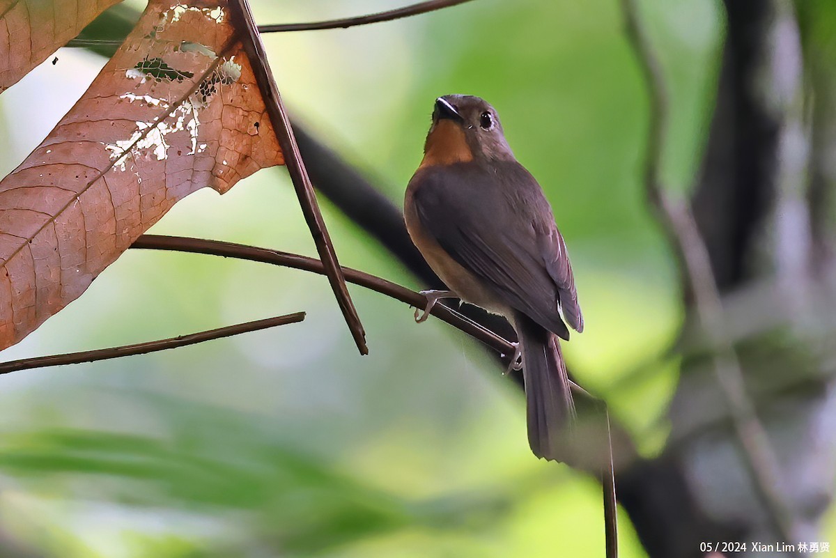 Hill Blue Flycatcher - ML620822232