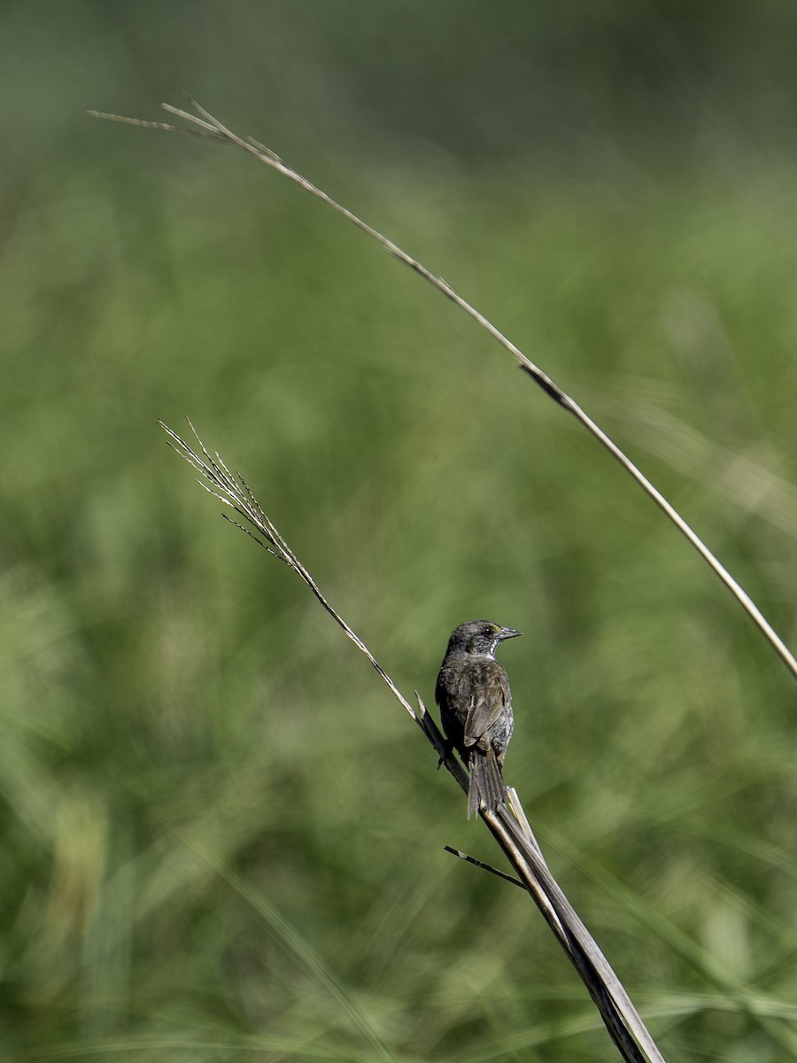 Seaside Sparrow - ML620822233