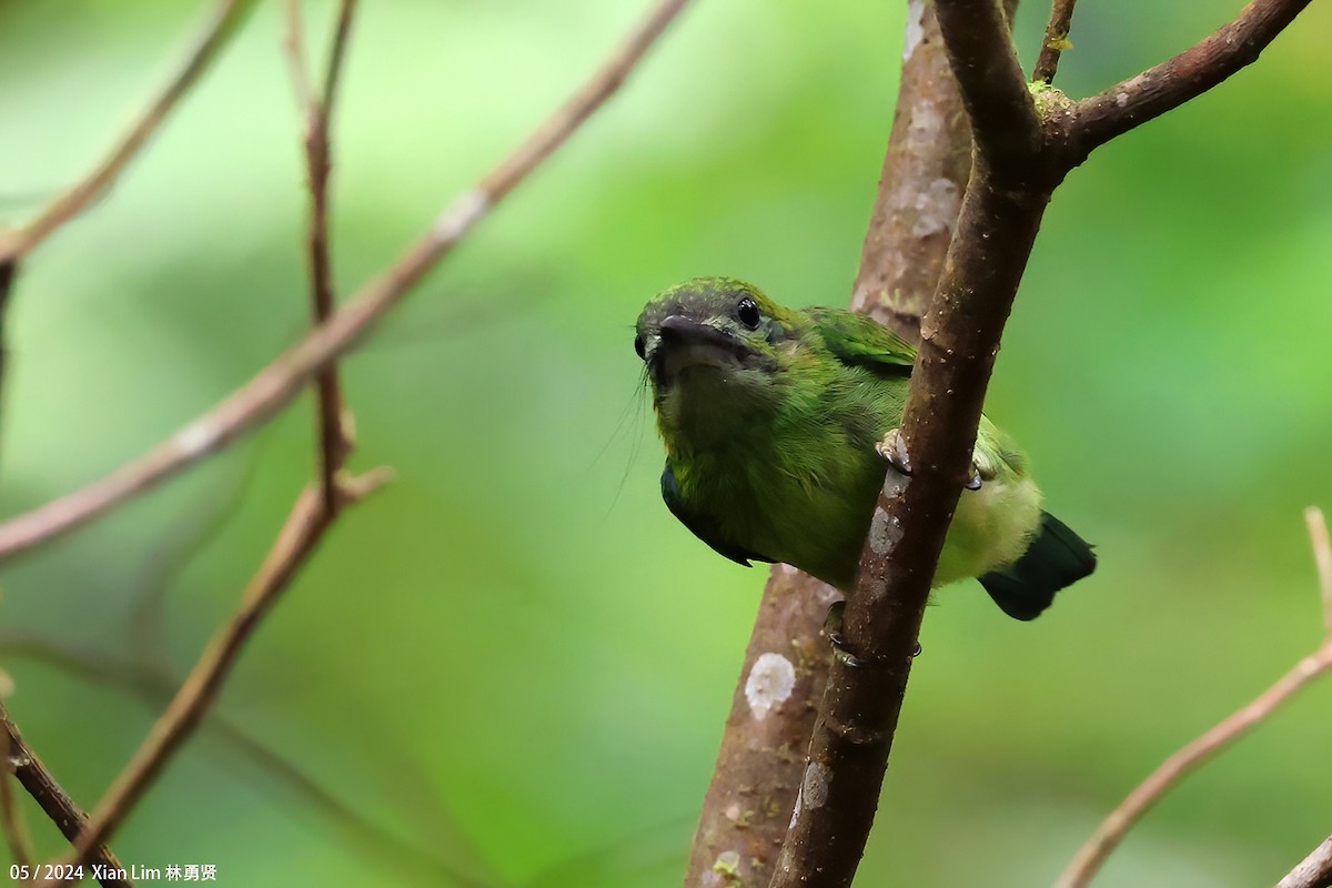 asian barbet sp. - ML620822234