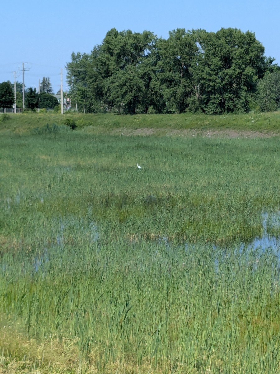 Great Egret - ML620822236