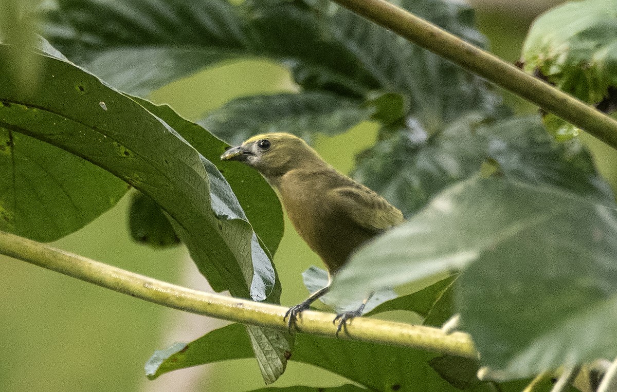 Palm Tanager - ML620822237