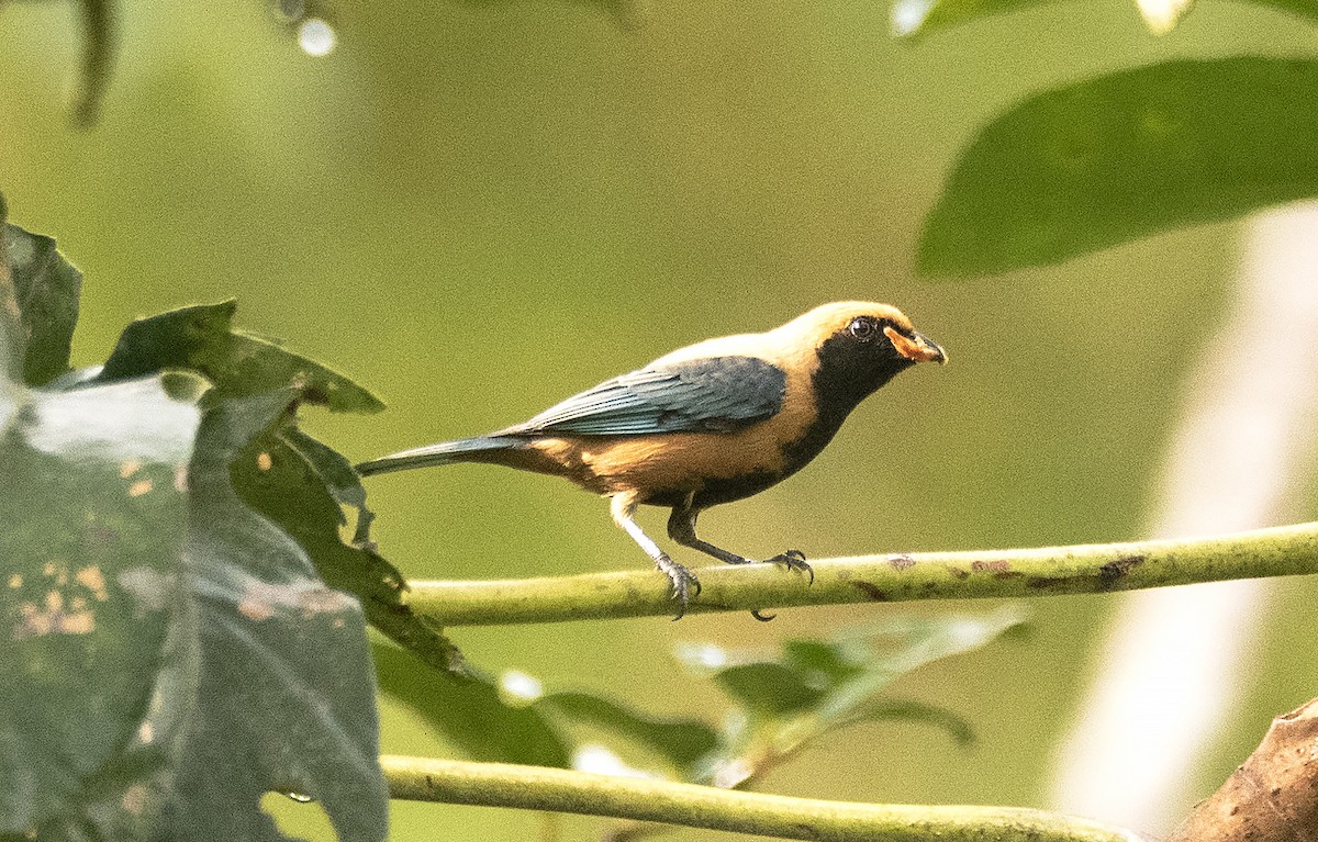 Burnished-buff Tanager - ML620822242