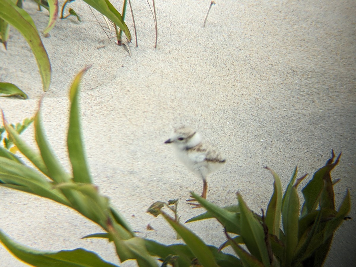 Piping Plover - ML620822247