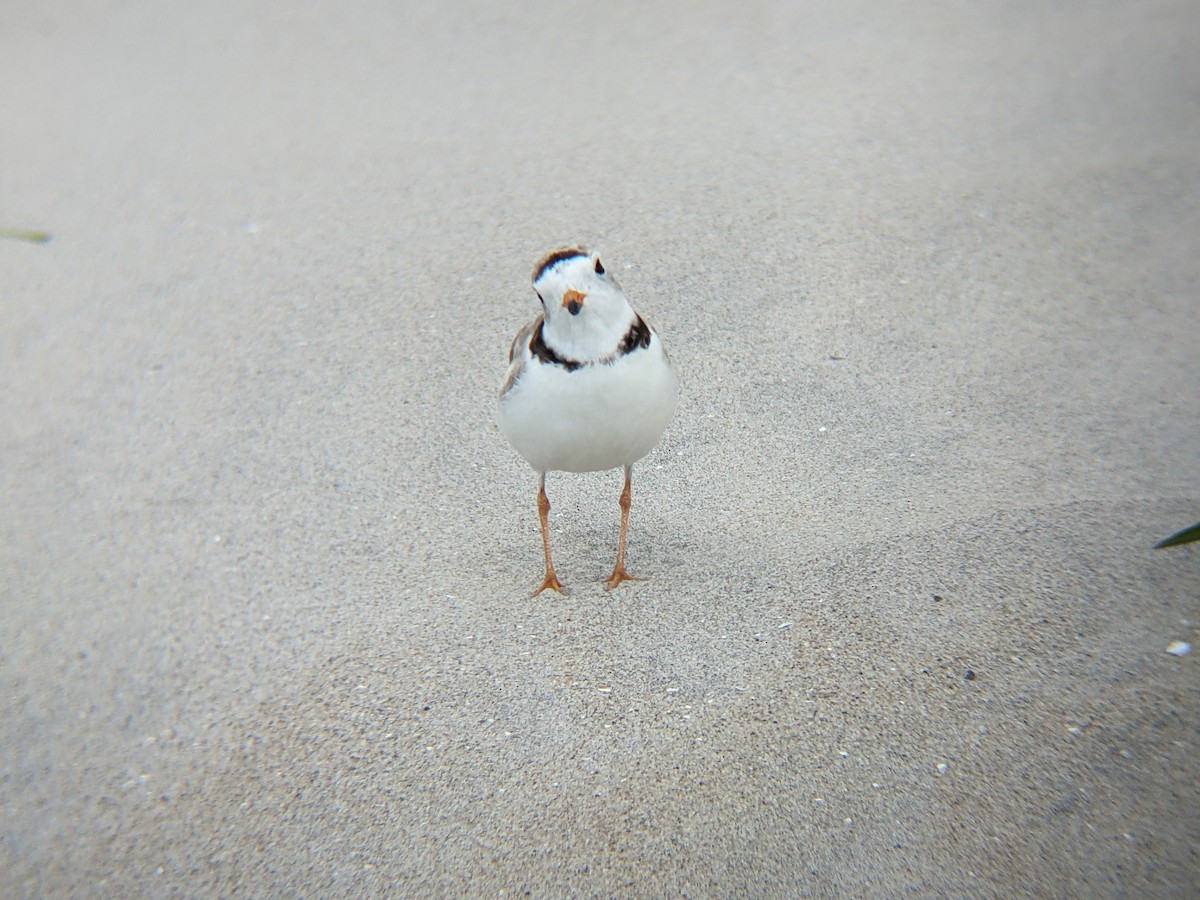 Piping Plover - ML620822248