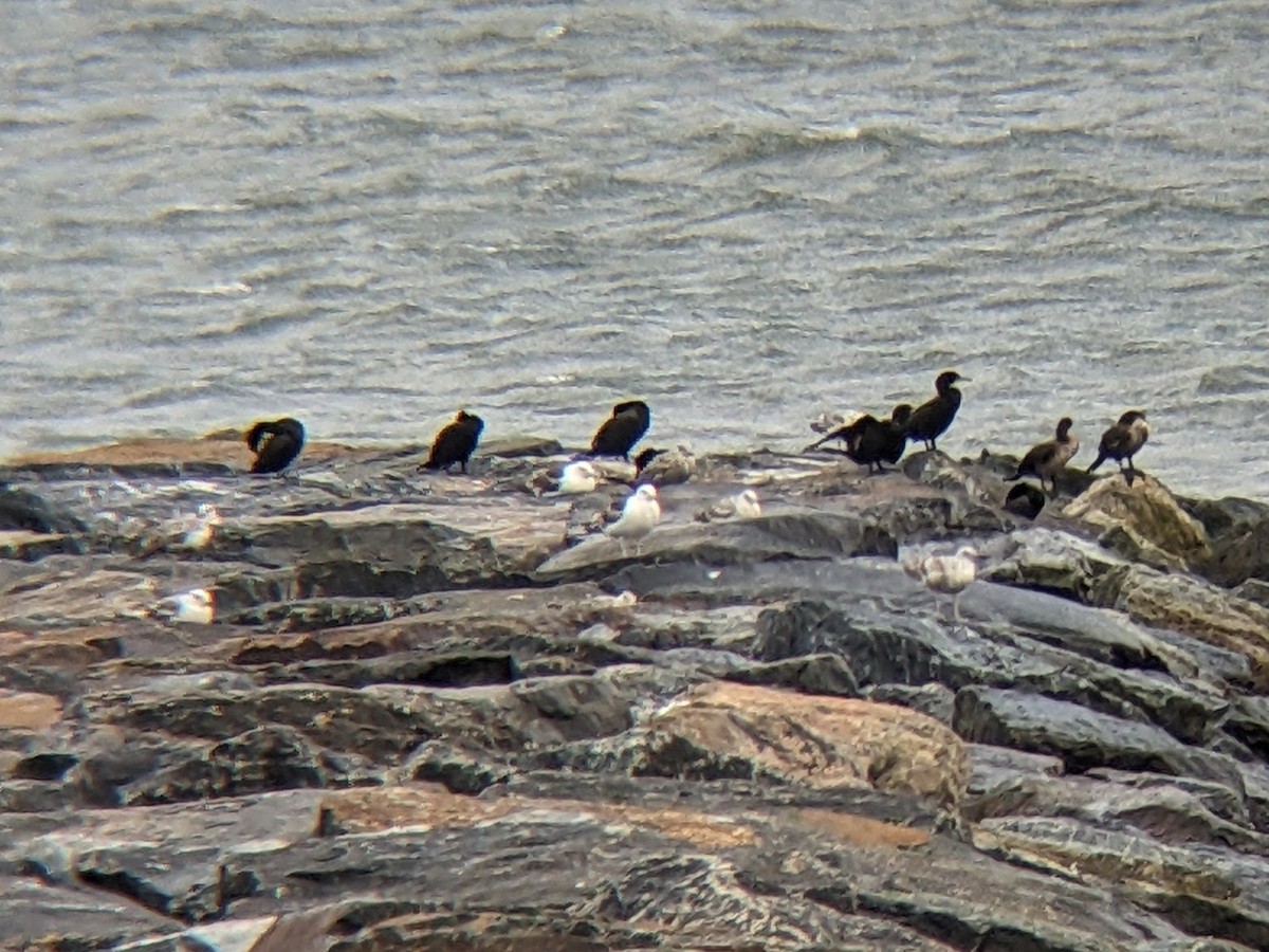 Double-crested Cormorant - ML620822254