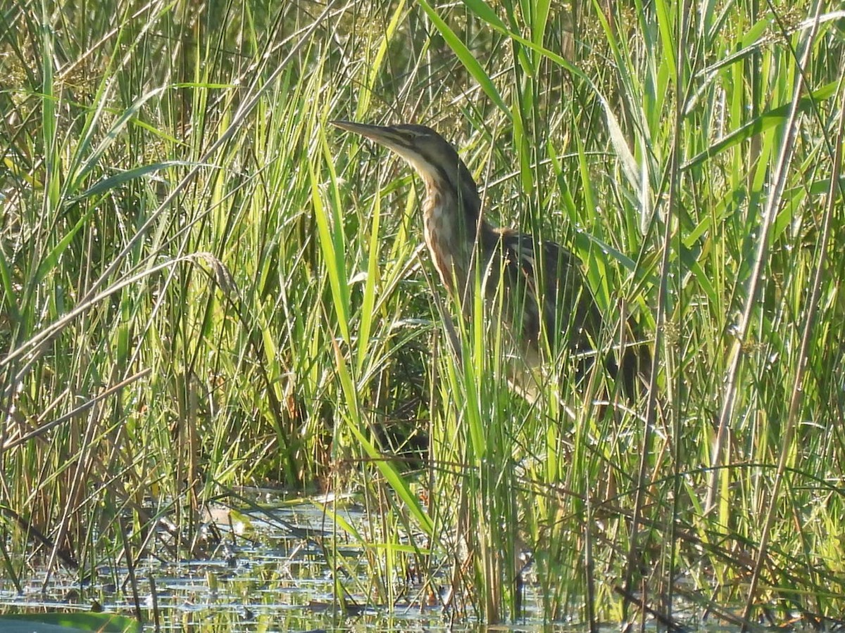 American Bittern - ML620822258