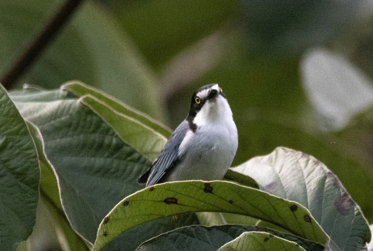 Hooded Tanager - ML620822261