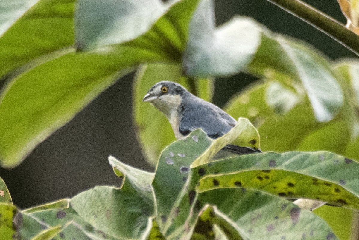 Hooded Tanager - ML620822262