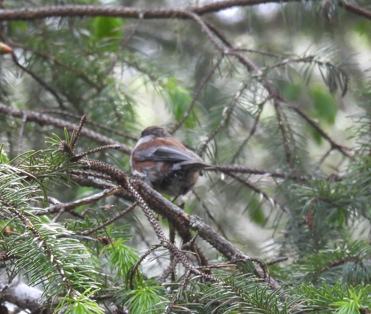 Chestnut-backed Chickadee - ML620822263