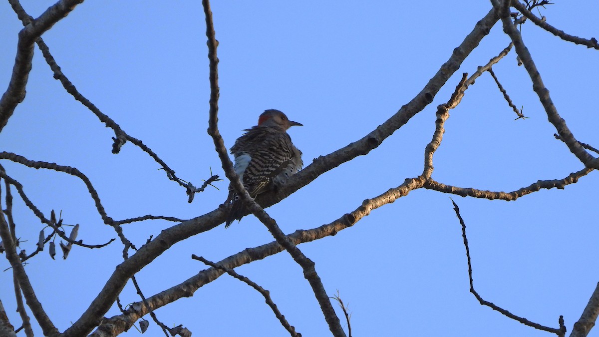 Northern Flicker - ML620822265