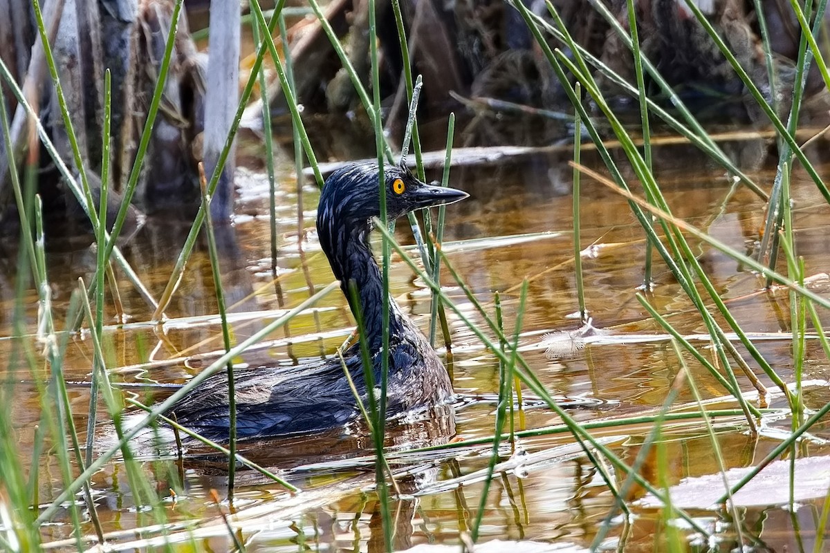 Least Grebe - ML620822266