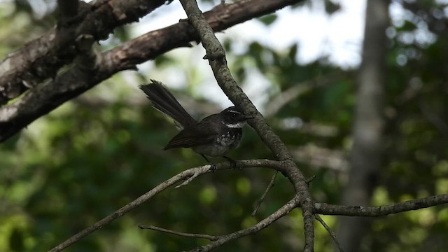 Spot-breasted Fantail - ML620822267