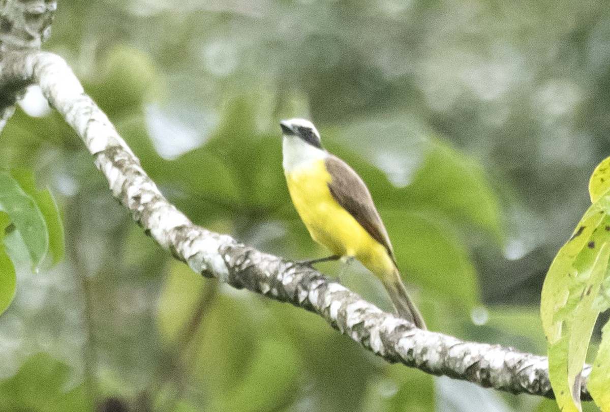 Great Kiskadee - ML620822268