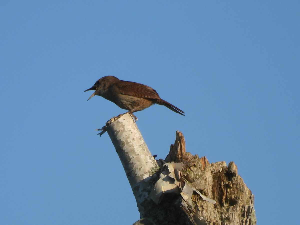 House Wren - Annik Paquet