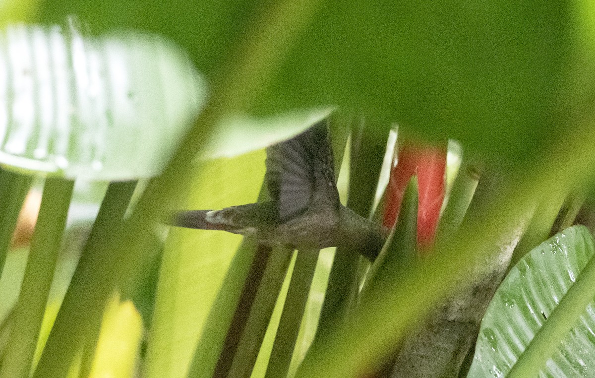 Rufous-breasted Hermit - ML620822273