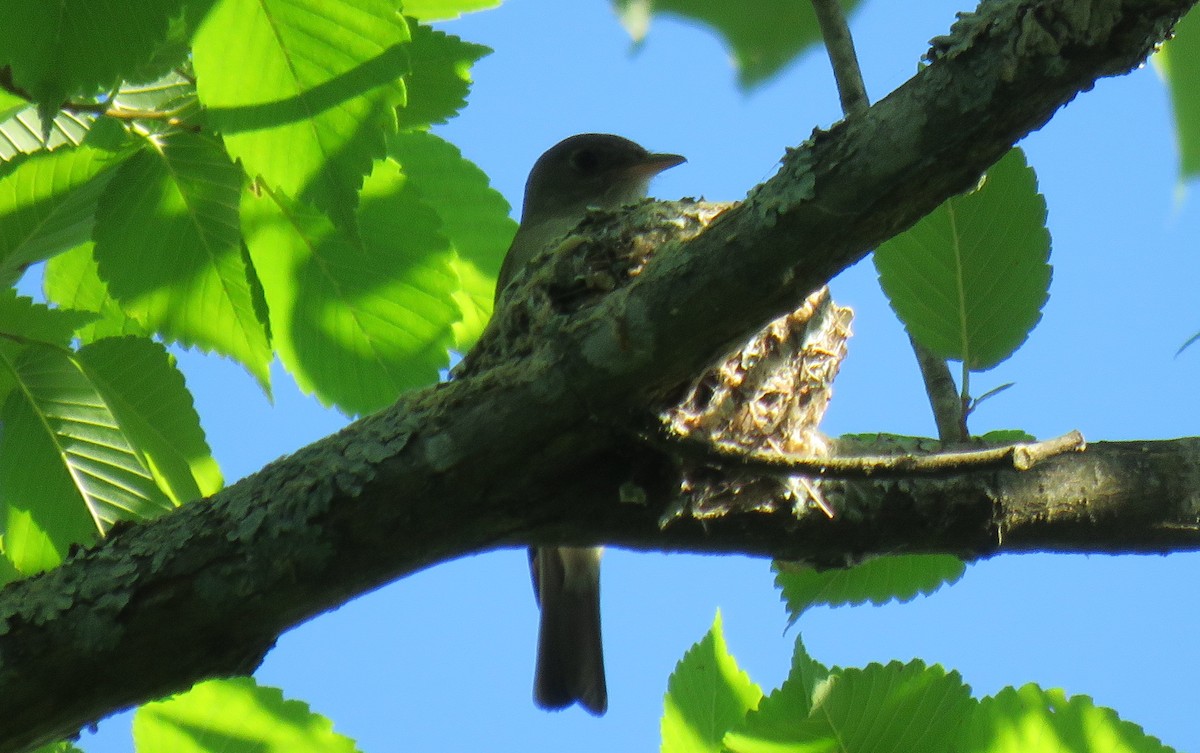 Eastern Wood-Pewee - Toby Hardwick