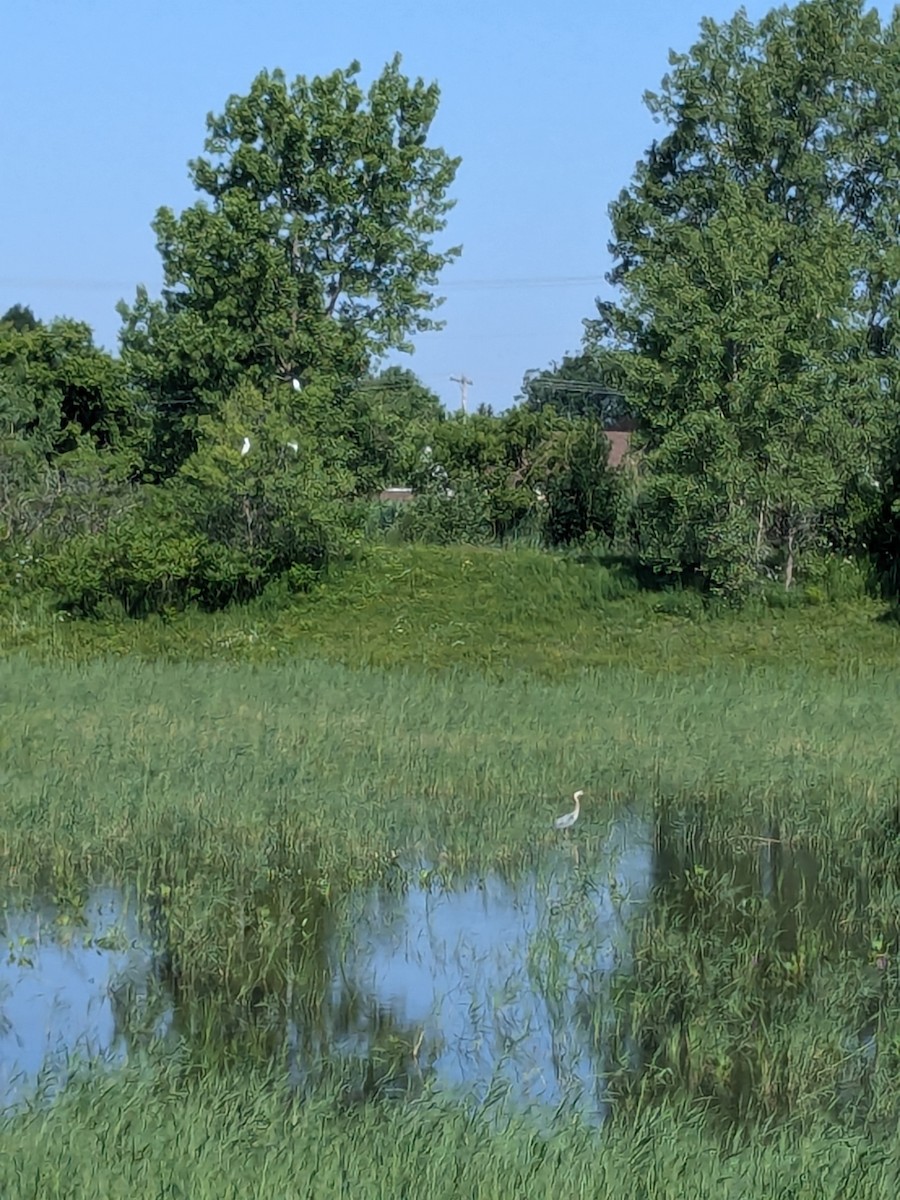 Great Egret - ML620822276