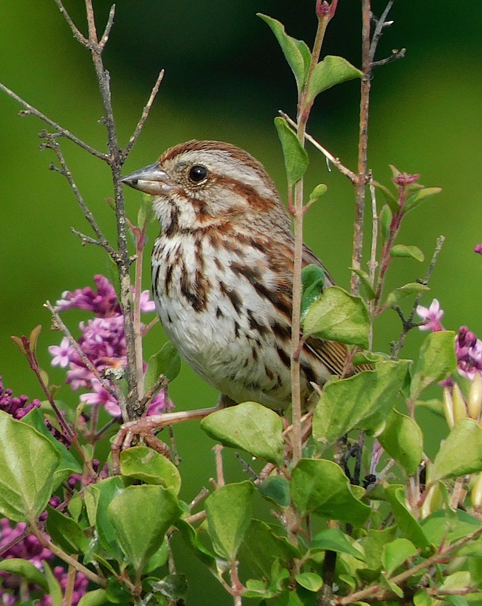 Song Sparrow - ML620822277