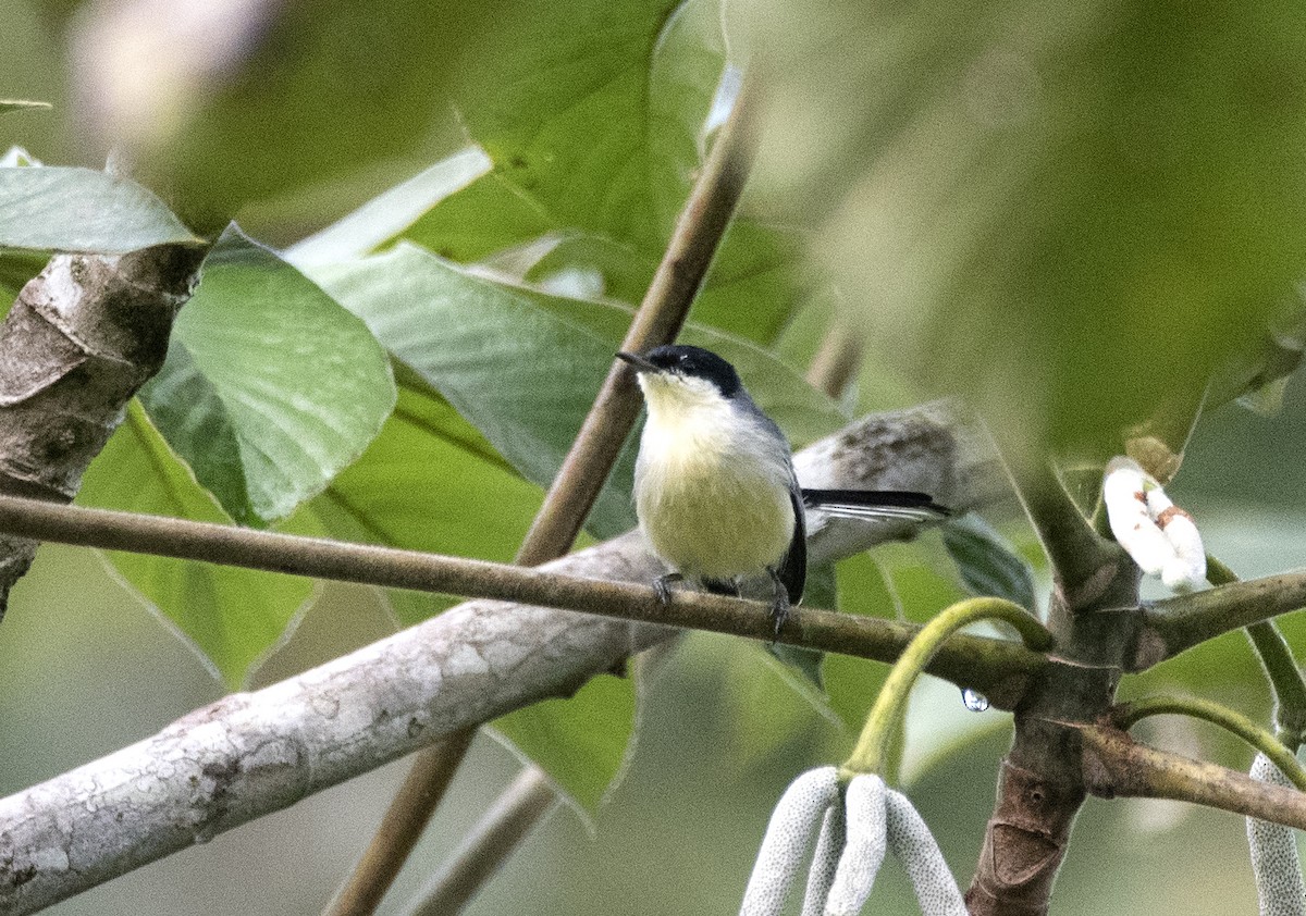 カオジロブユムシクイ（atricapilla） - ML620822279