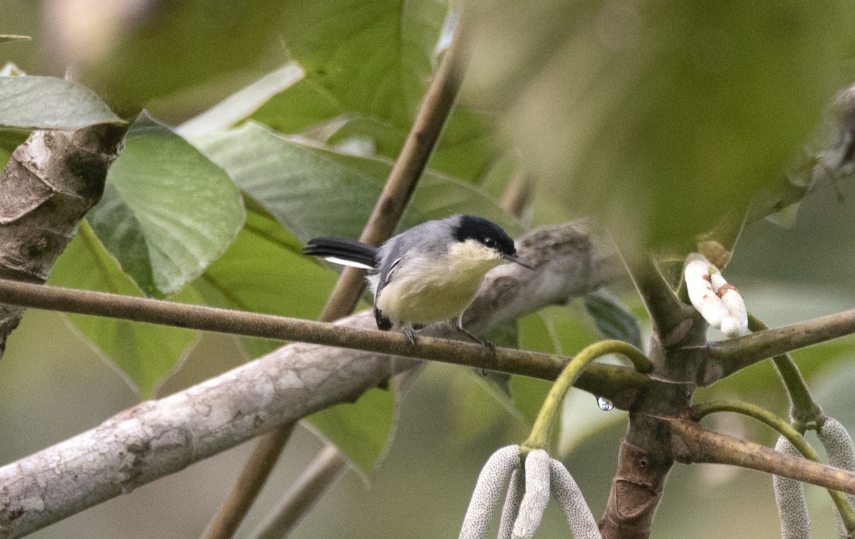 Tropikal Bitkuşu (atricapilla) - ML620822280