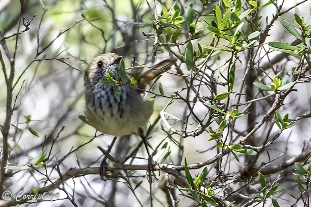 Brown Thornbill - ML620822282