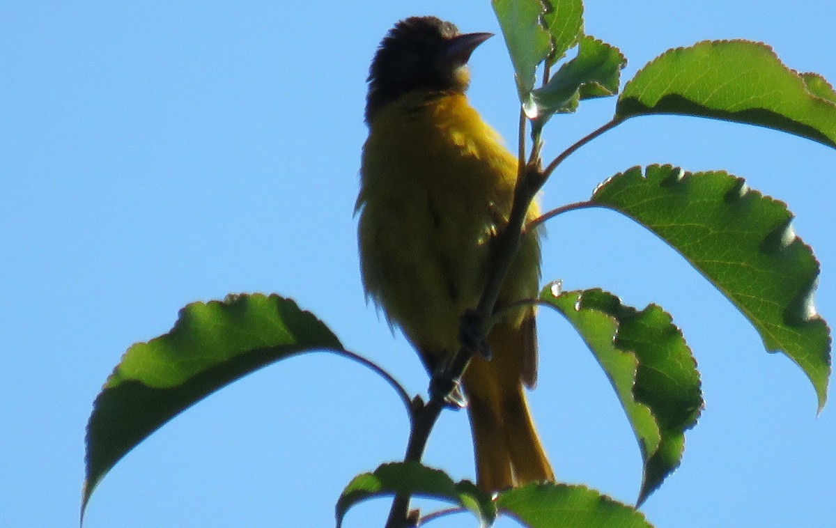 Oriole de Baltimore - ML620822283