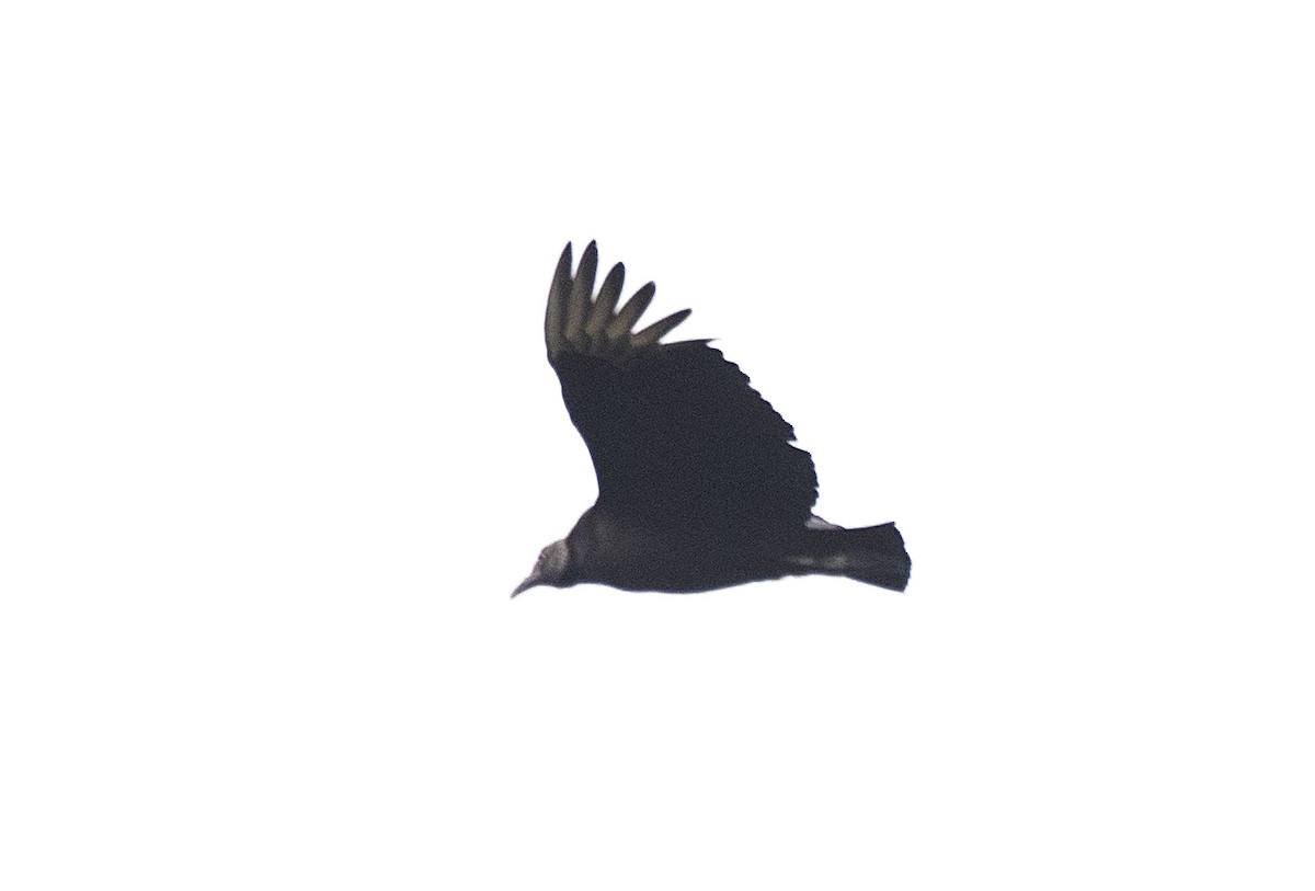 Black Vulture - ML620822285