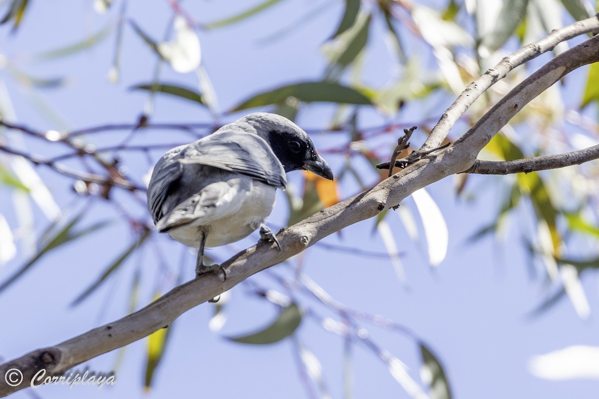 Black-faced Cuckooshrike - ML620822287