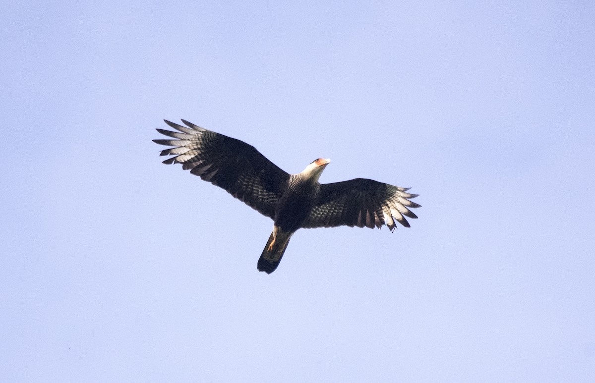 Crested Caracara - ML620822288