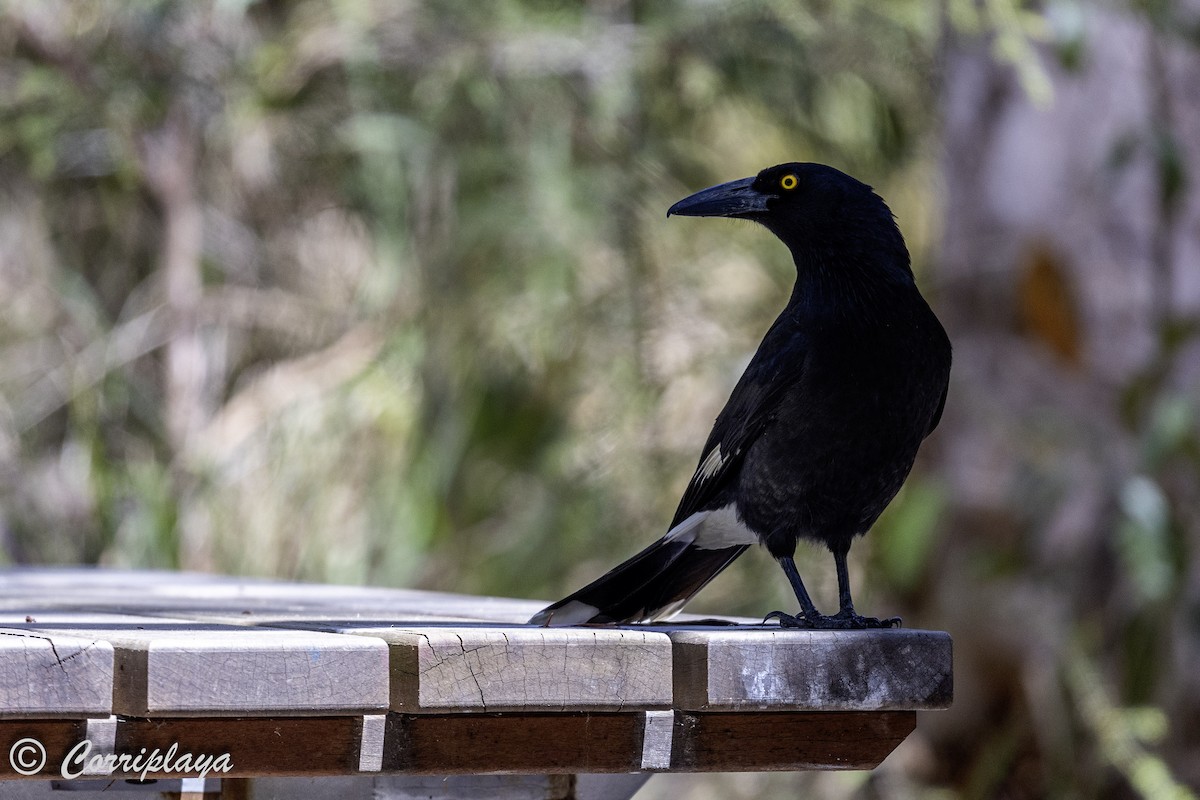 Pied Currawong - ML620822289