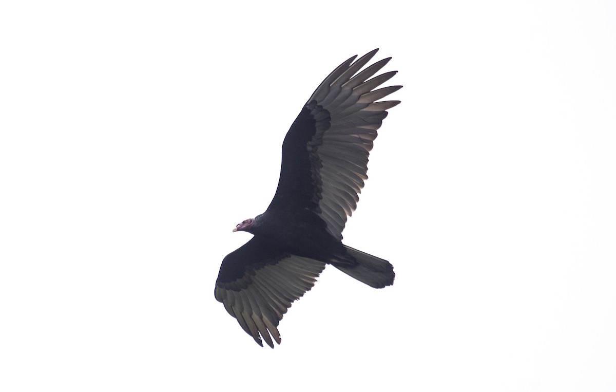 Turkey Vulture (Tropical) - ML620822292