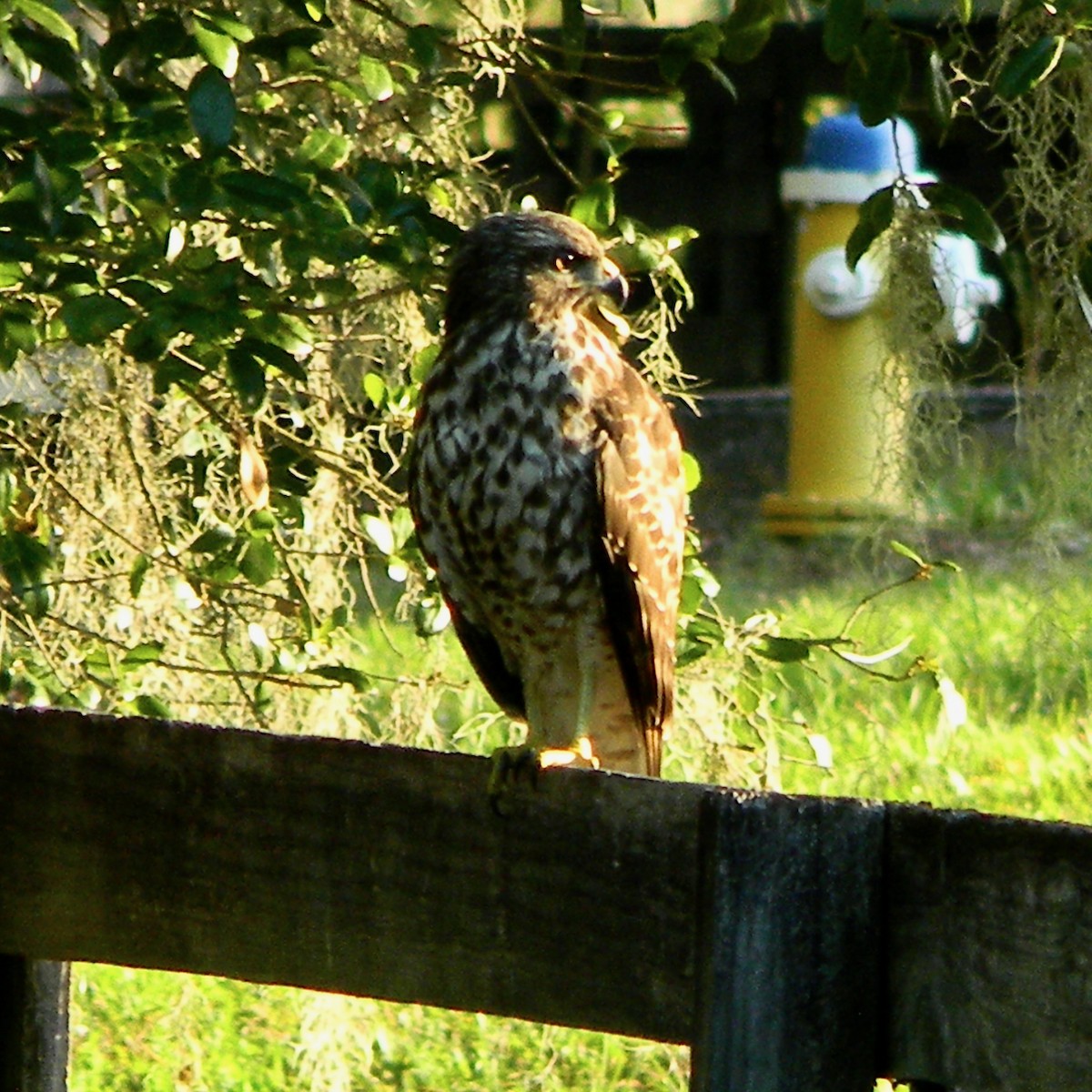 Red-shouldered Hawk - ML620822298