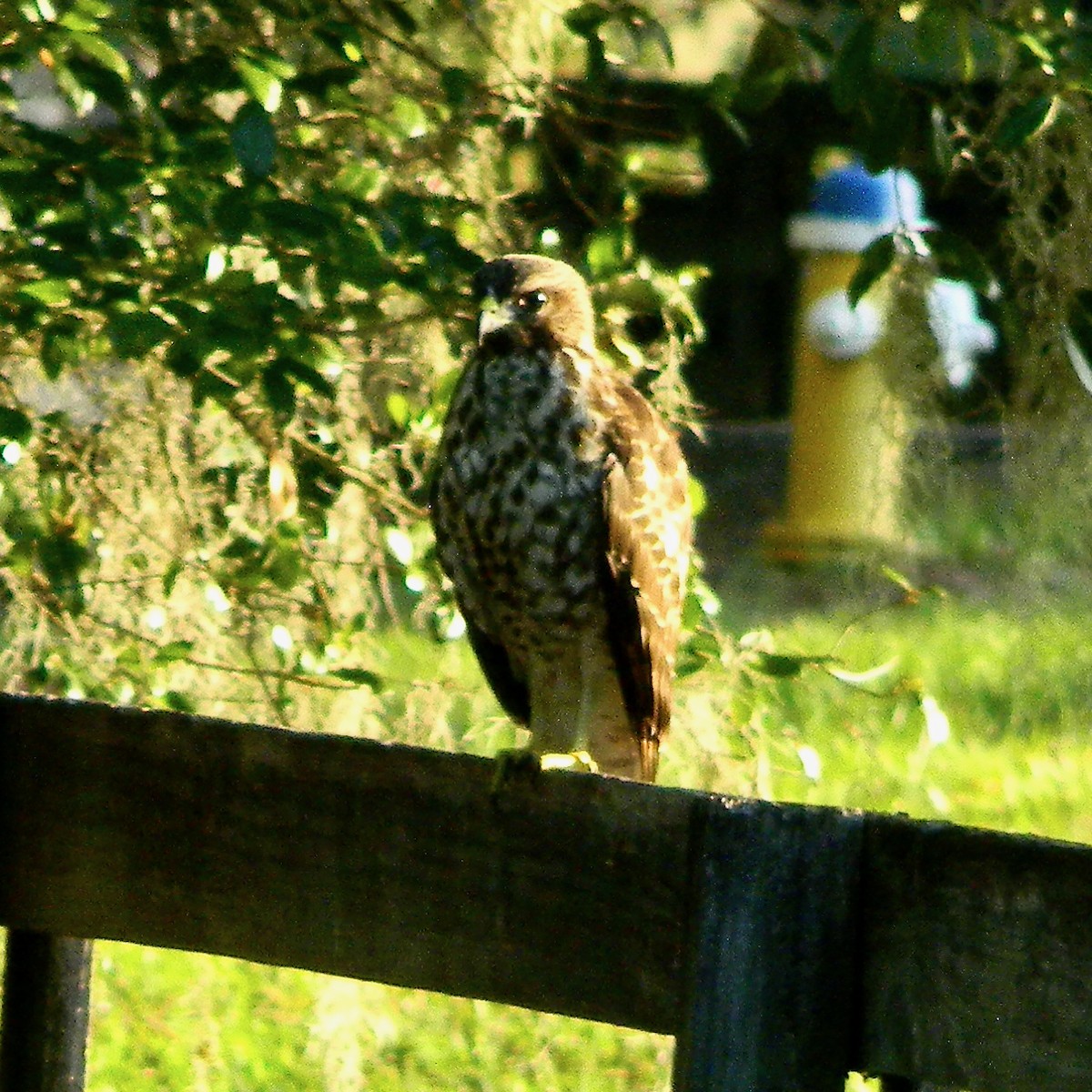 Red-shouldered Hawk - Bob Peterson