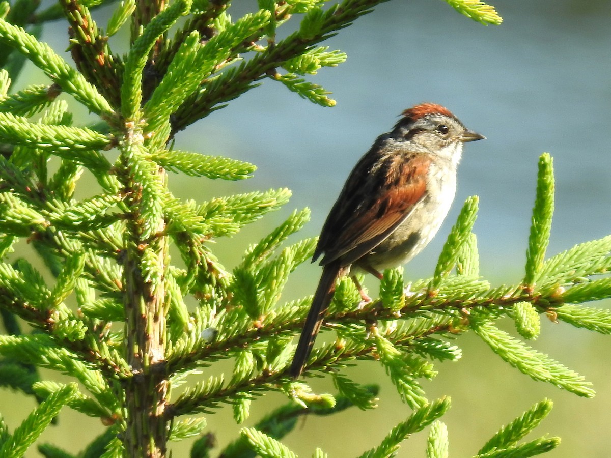 Swamp Sparrow - ML620822300