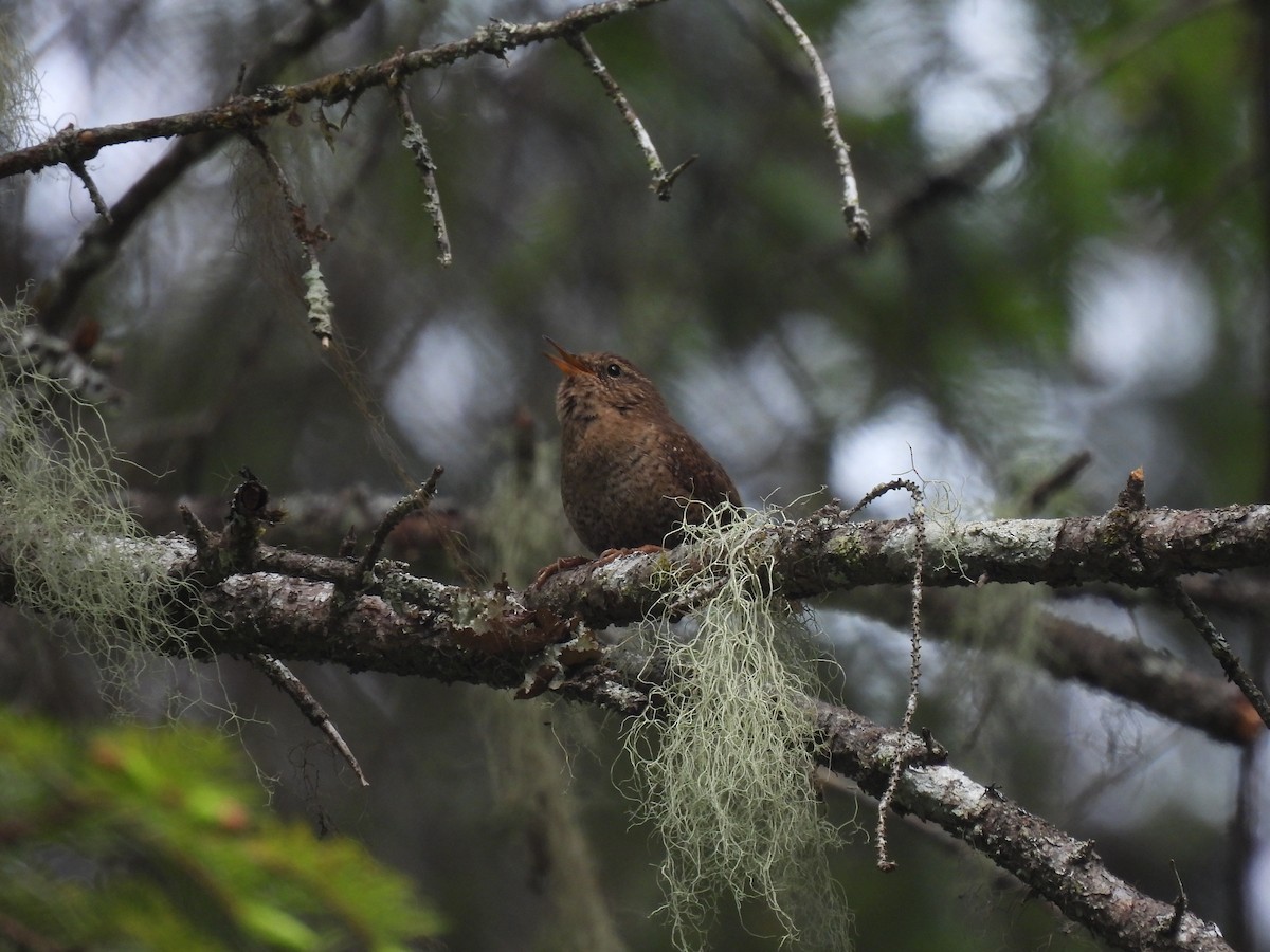 Pacific Wren - debra sweeney