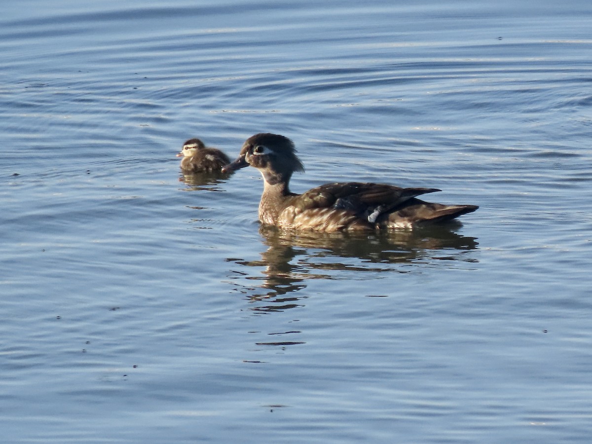 Wood Duck - ML620822303