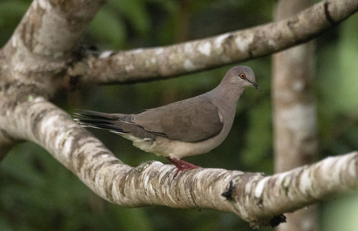 White-tipped Dove - ML620822304