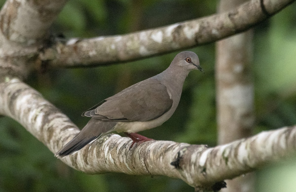 White-tipped Dove - ML620822305