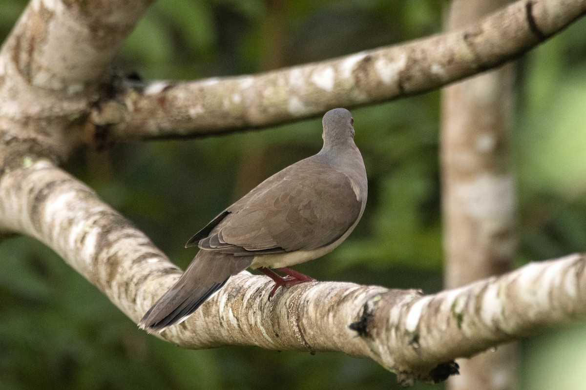 White-tipped Dove - ML620822306