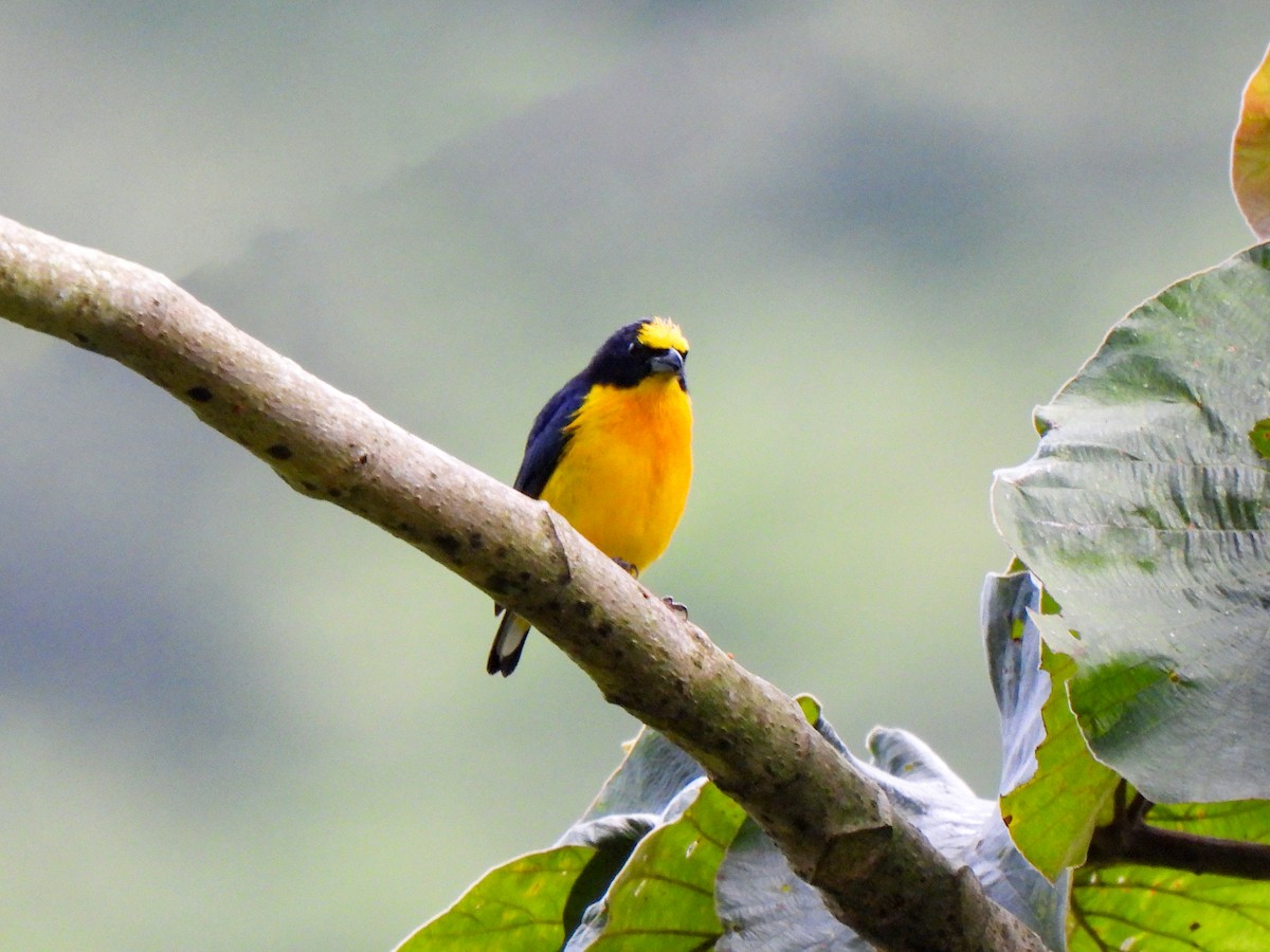 Thick-billed Euphonia - ML620822307