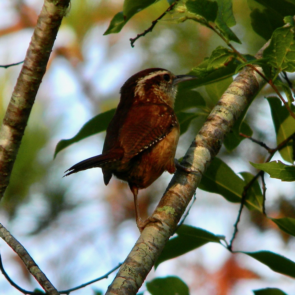 Carolina Wren - ML620822309